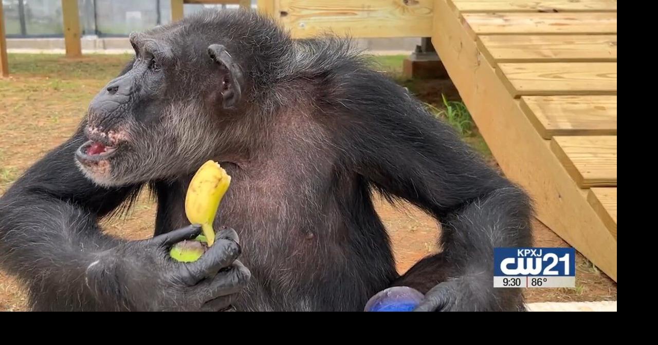 Chimp Haven completes major habitat expansion