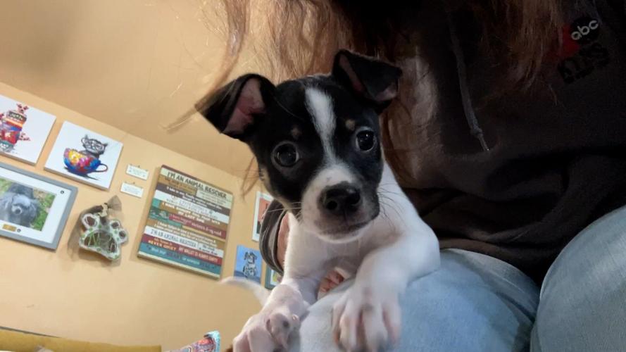 Ninna's Road to Rescue helps save dogs from hoarding situation News