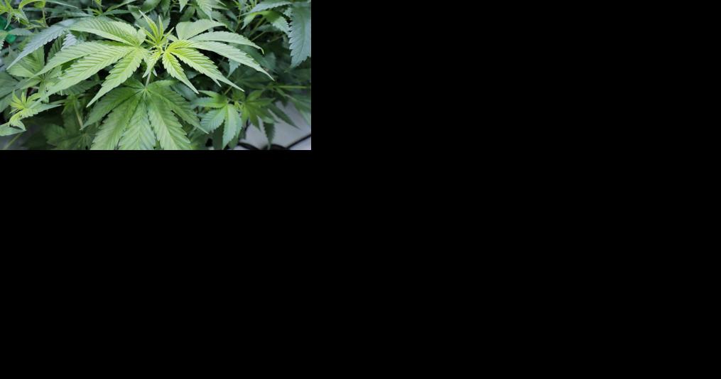 A breakdown of 2 recreational marijuana proposals in Arkansas - Vimarsana News