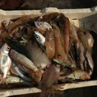 The day's catch... fishermen estimate that fish stocks are down 70 percent in the Bay of Vlore