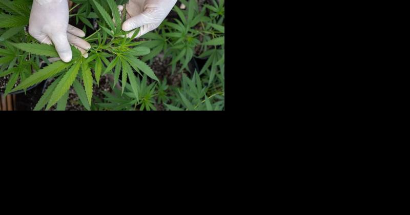 Congress considers changes to banking rules that have long challenged marijuana industry - Vimarsana News