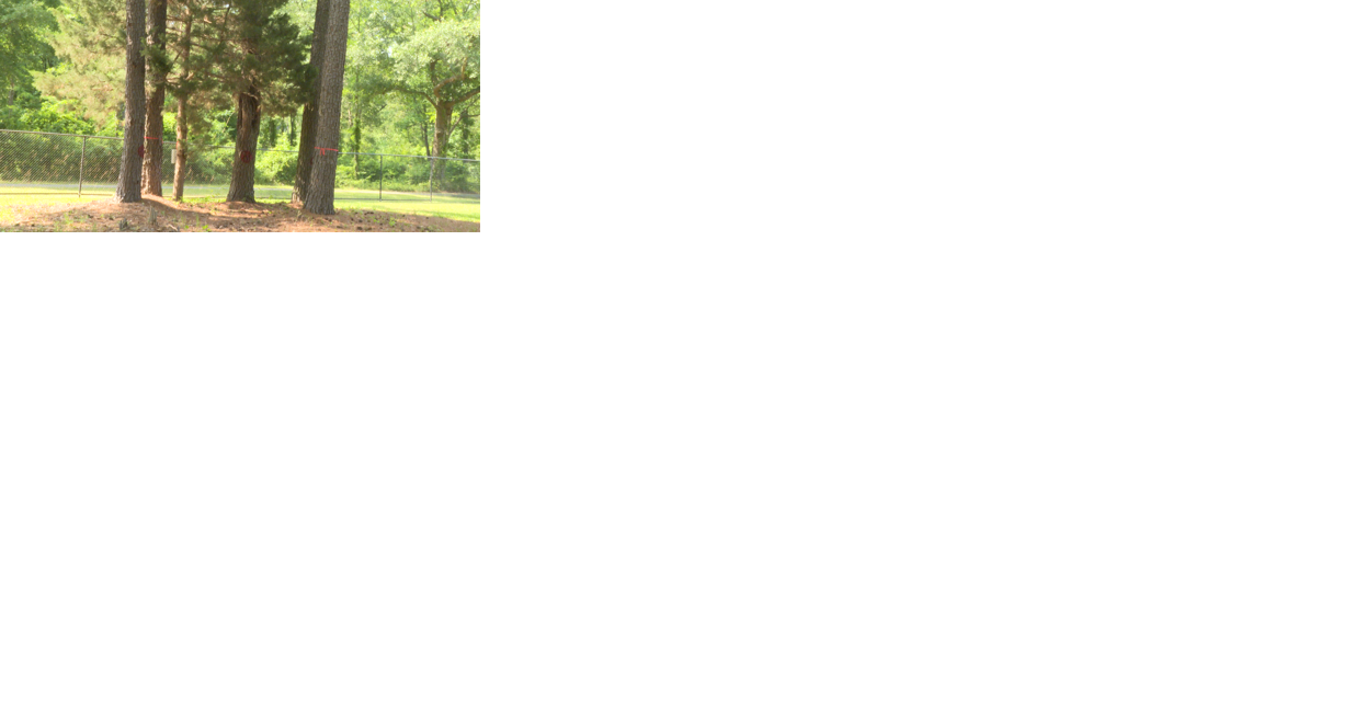 SPAR to cut down dozens of diseased pine trees at Southern Hills Park - Vimarsana News