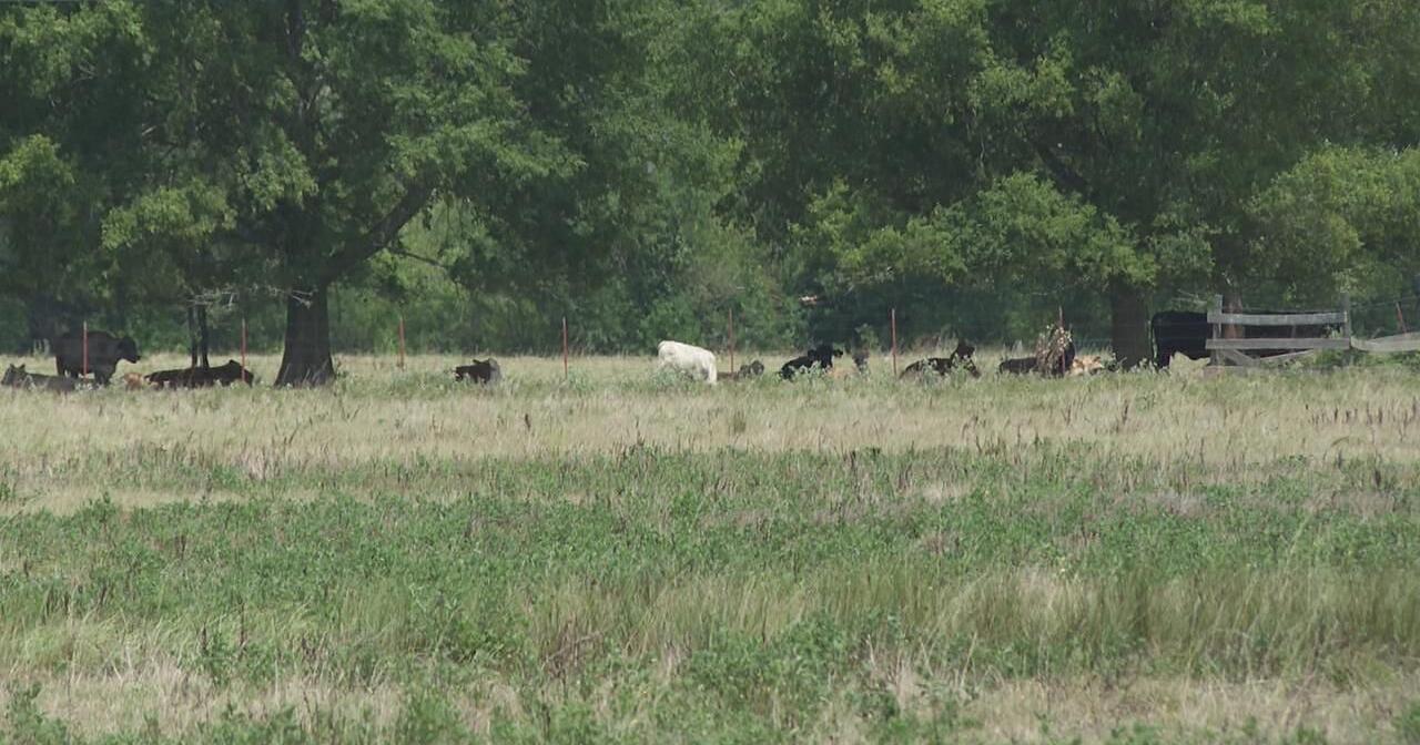 UA to host free webinar on drought for cattle producers - Vimarsana News