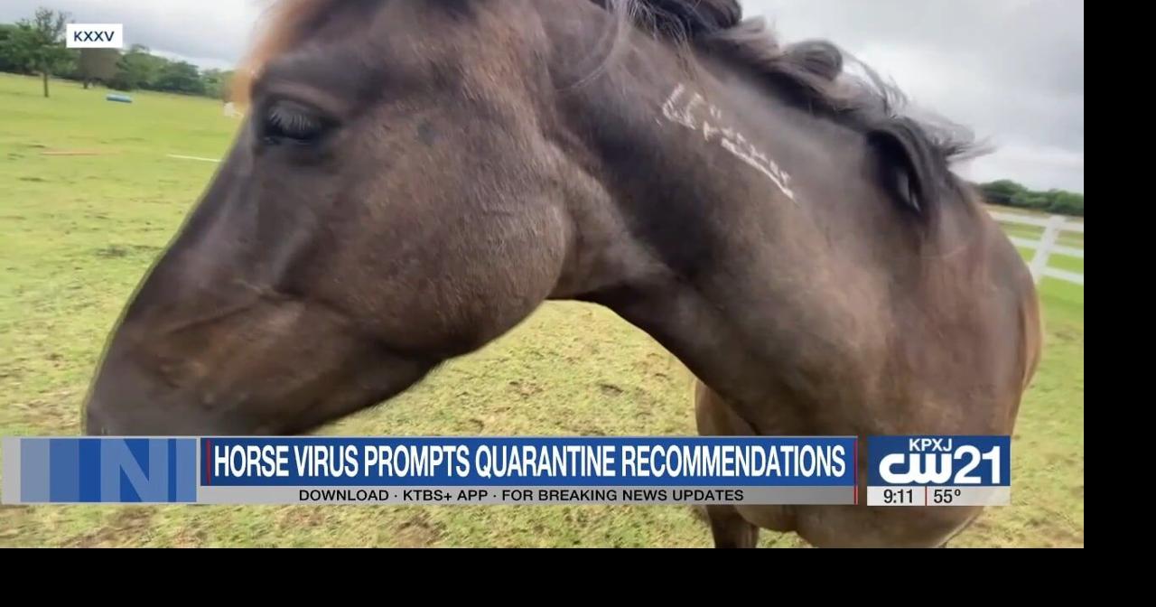 Contaigous horse virus spotted in Texas