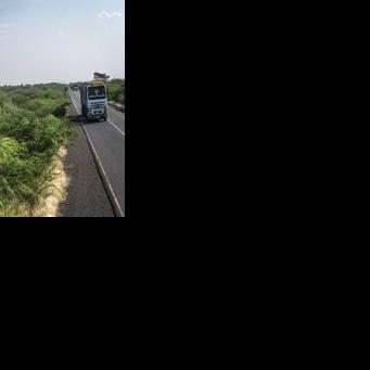 Each tree can draw up to seven litres of water a day through its deep roots, drying out the soil and crippling agriculture