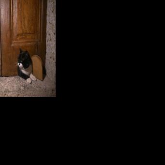 The central place of felines in Istanbul is thought to be connected to Prophet Muhammad's 'deep affection' for them