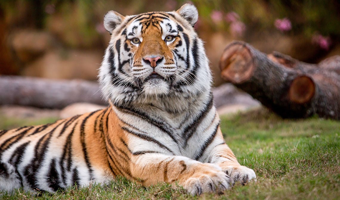 LSU Mike the Tiger's Habitat