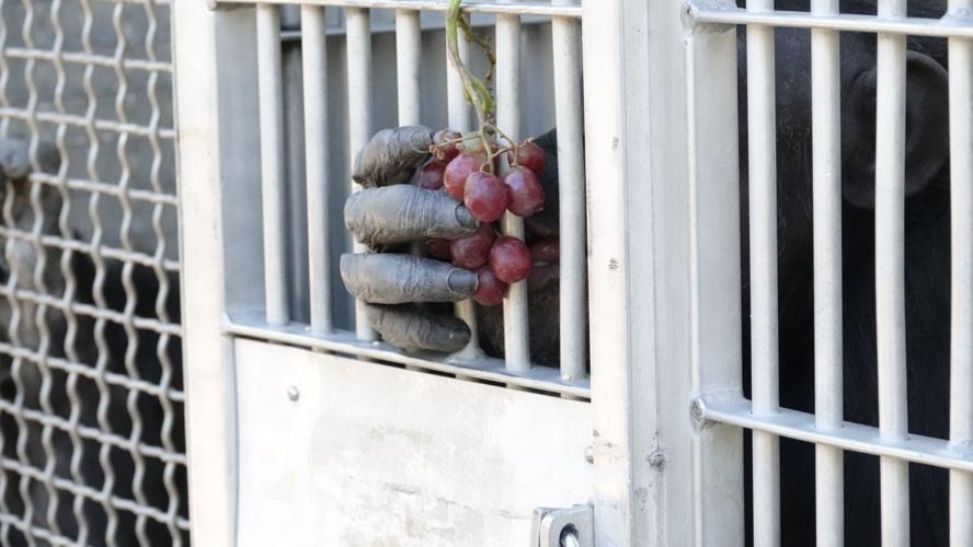 Final 10 stranded Calif. chimps arrive at Chimp Haven | News | ktbs.com
