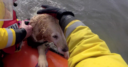 Dog who bolted from owner's car and swept out to sea rescued
