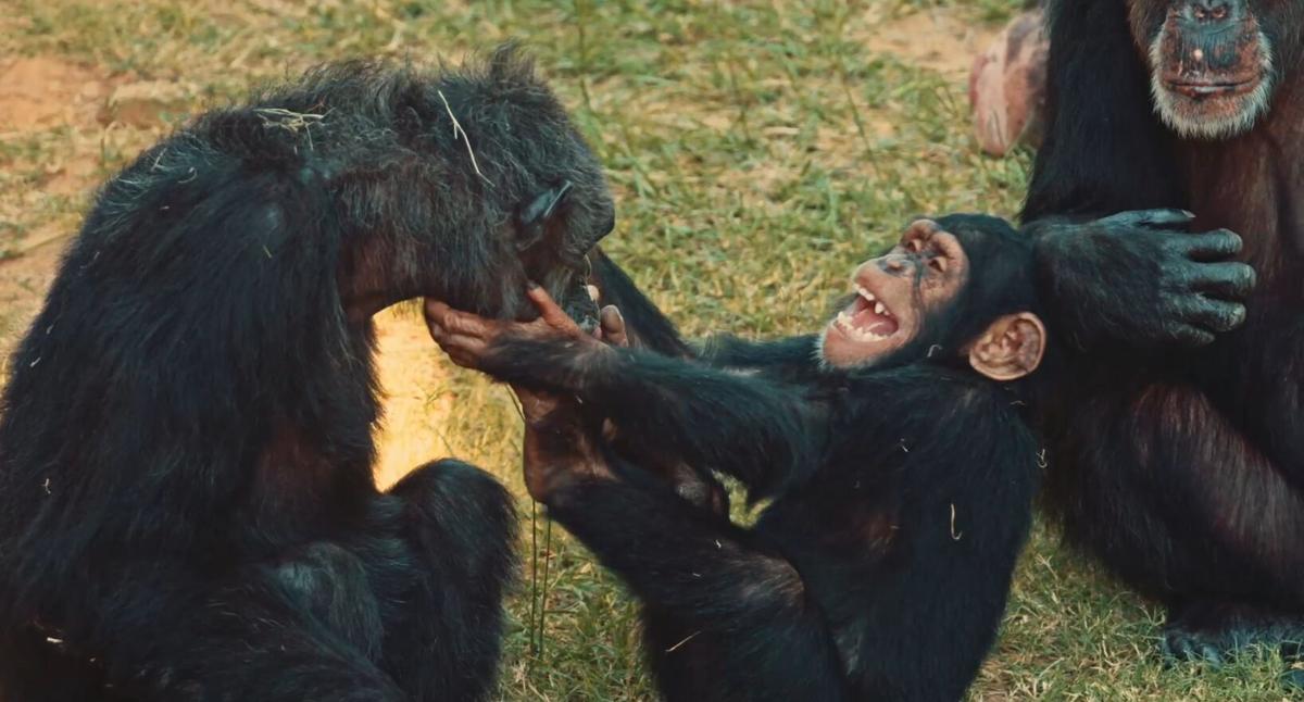 1 Million Matching Gift Advances Chimp Haven Expansion Project News Ktbs Com 1 Million Matching Gift Advances Chimp Haven Expansion Project News Ktbs Com