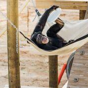 Chimp Haven - Riley