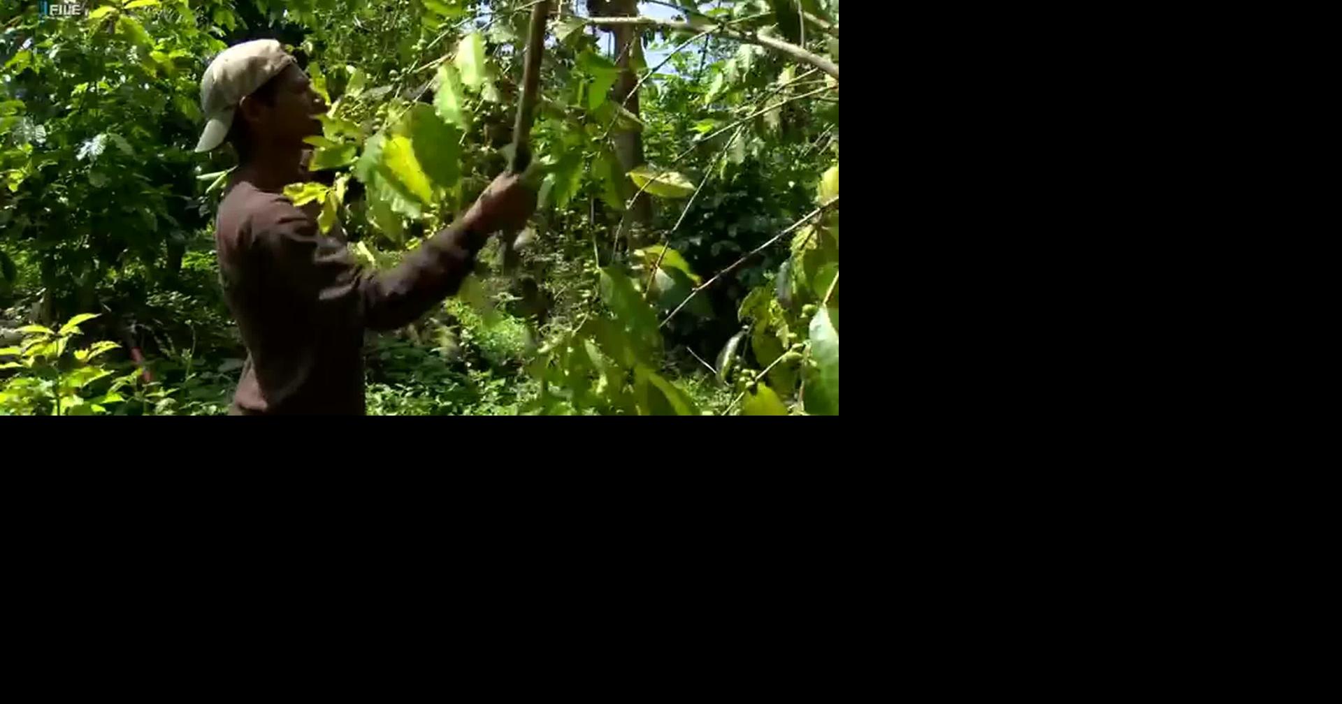 HI: HAWAIIAN COFFEE COMPANIES SURVIVING TARIFF IMPORTS