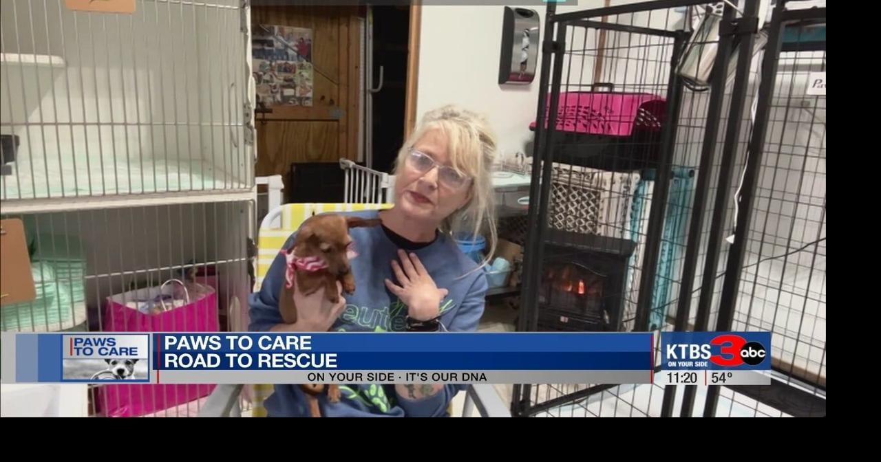 Paws to Care: Meeting Amsterdam