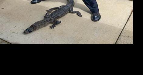 Bossier deputies wrangle small gator - Vimarsana News