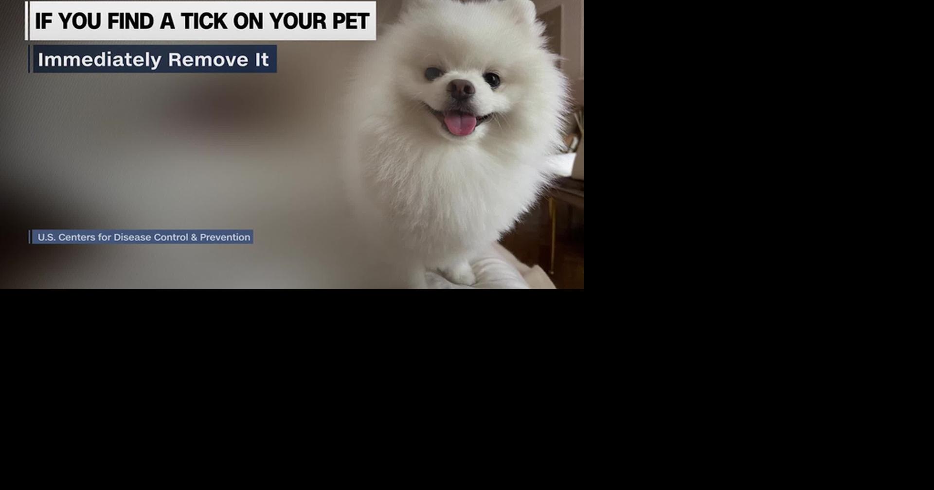 HEALTH MINUTE: PETS CAN GET SICK FROM TICKS, TOO