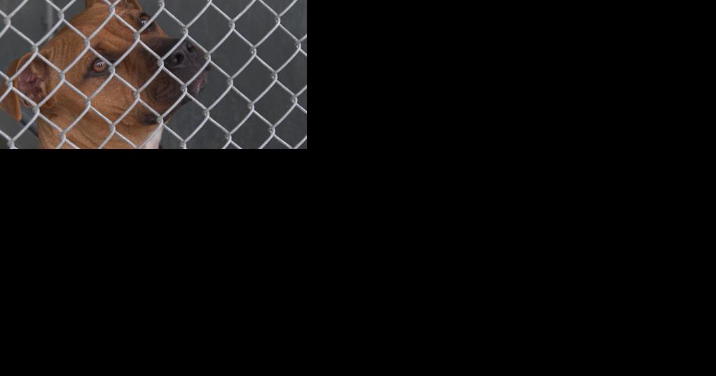 Caddo Parish Animal Shelter needs fosters for dozens of dogs before cold snap - Vimarsana News