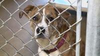 Construction on Texarkana animal shelter almost complete