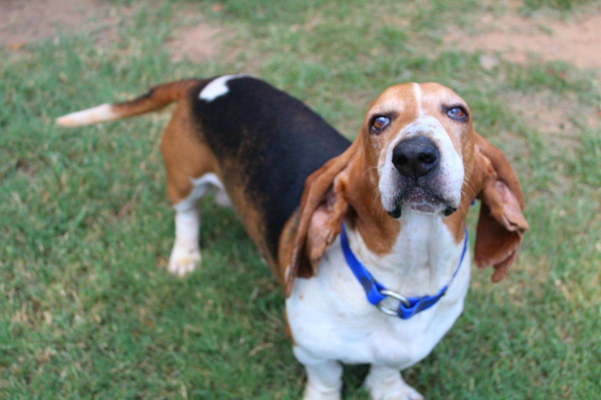 Adoptable dogs from Humane Society of Northwest Louisiana