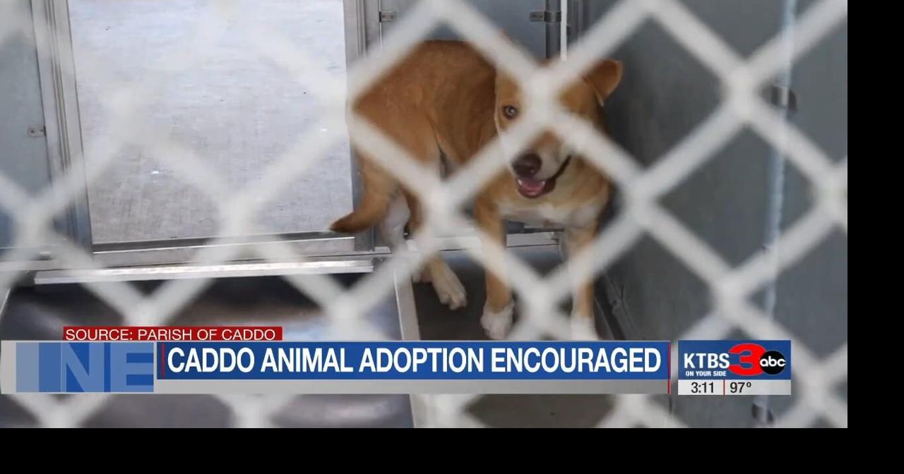 Caddo Parish Animal Services calls on community to help with summer shelter overcrowding