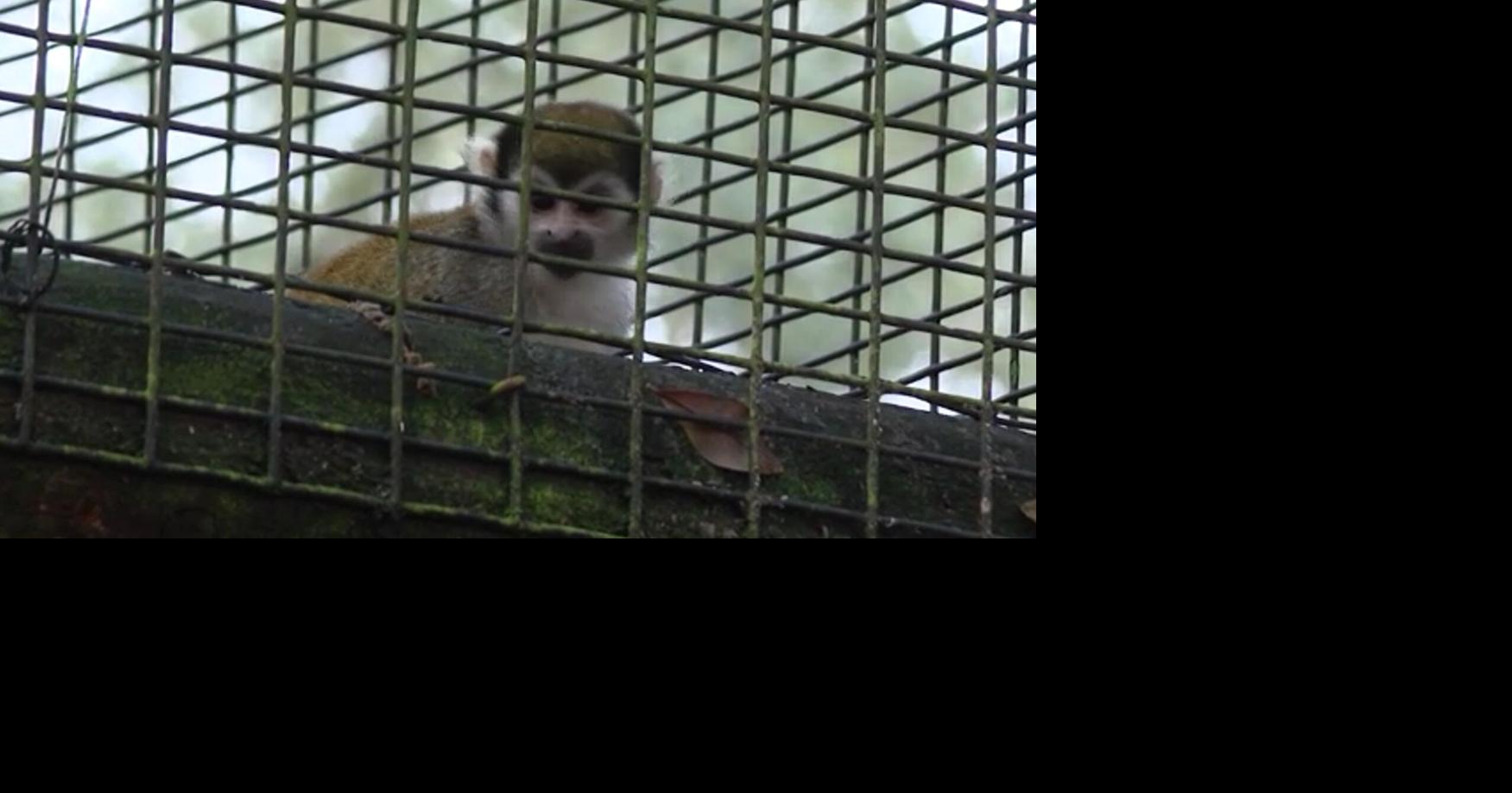 A dozen squirrel monkeys are missing from Zoosiana Louisiana