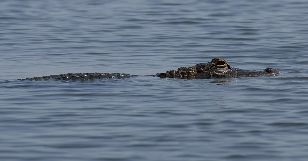 Recreational alligator hunting season bills move forward in Louisiana Legislature