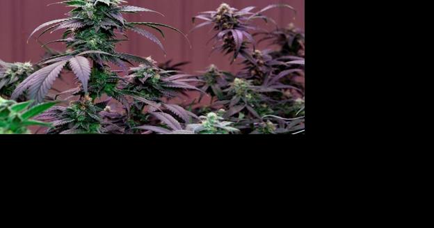 Arkansas sec. of state declares proposed ballot measure for recreational marijuana insufficient - Vimarsana News