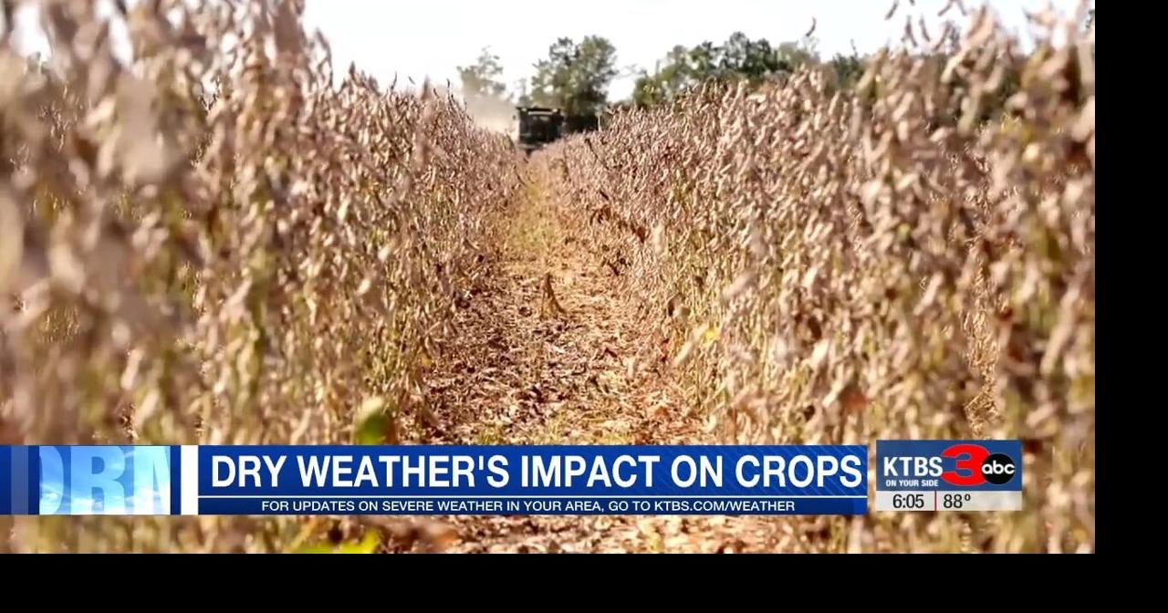 Louisiana sweet potato harvest nears completion amid strong yields