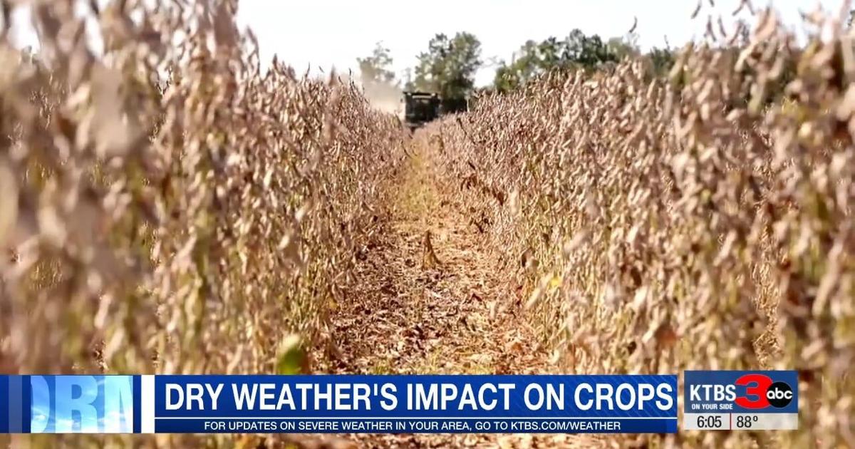 Louisiana sweet potato harvest nears completion amid strong yields