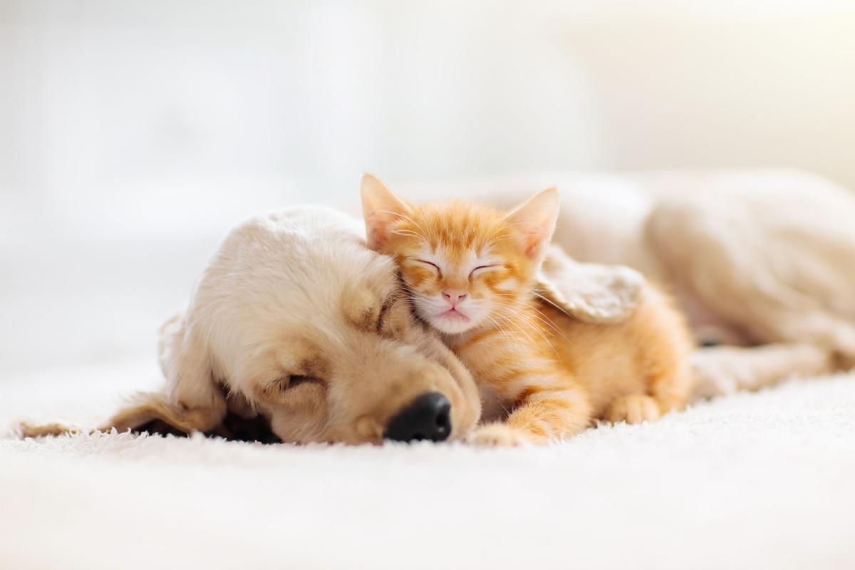 Coronavirus And Your Pets Coronavirus Ktbs Com