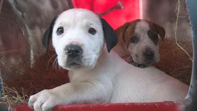 Big Changes Planned For Bossier City Animal Control News Ktbs Com