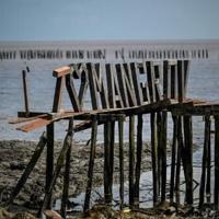 A mangrove restoration project failed to hold back rising seas outside Suriname's capital Paramaribo