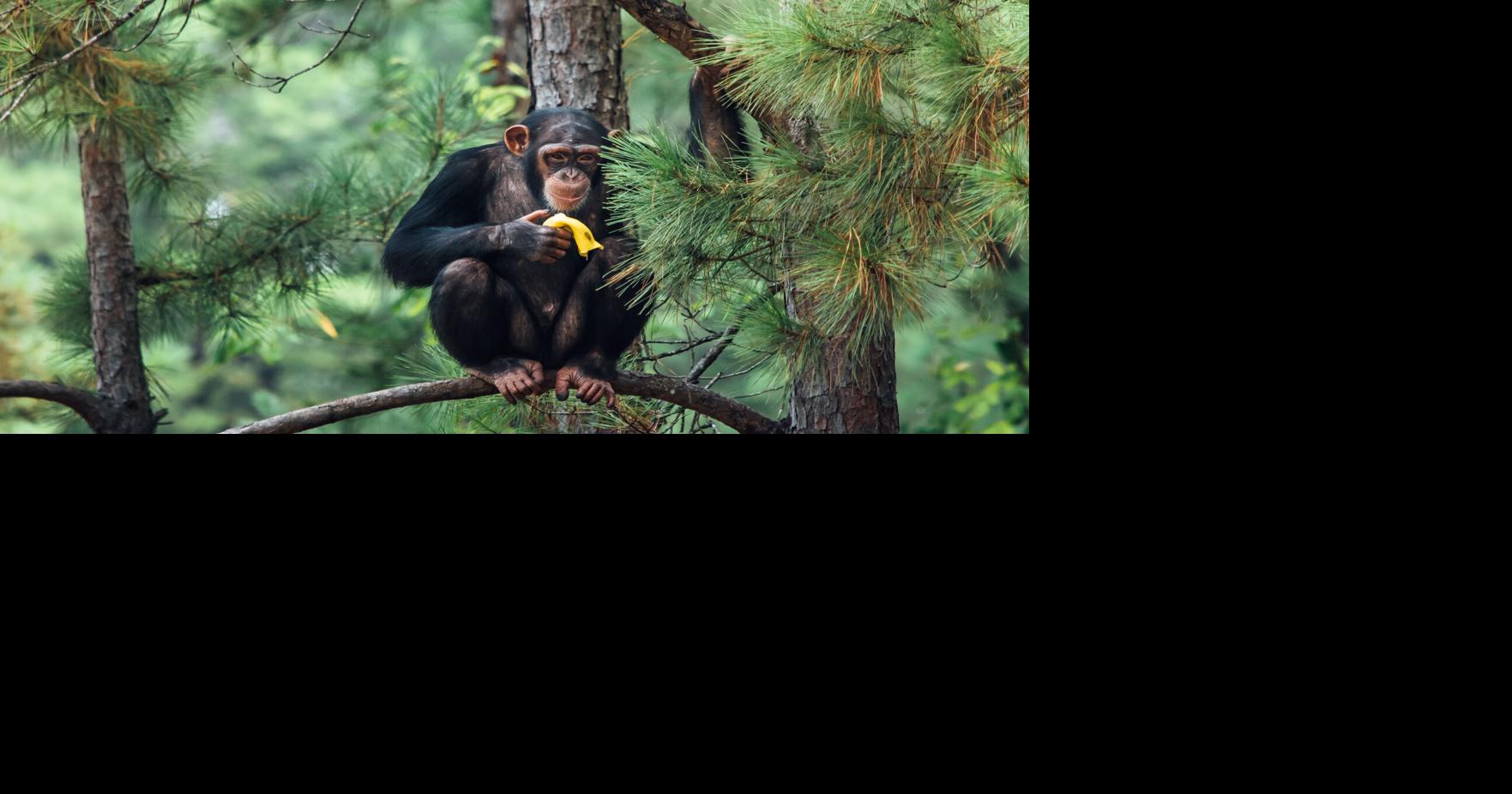 Chimp Haven celebrates 30th anniversary at special Fall Discovery Day ...