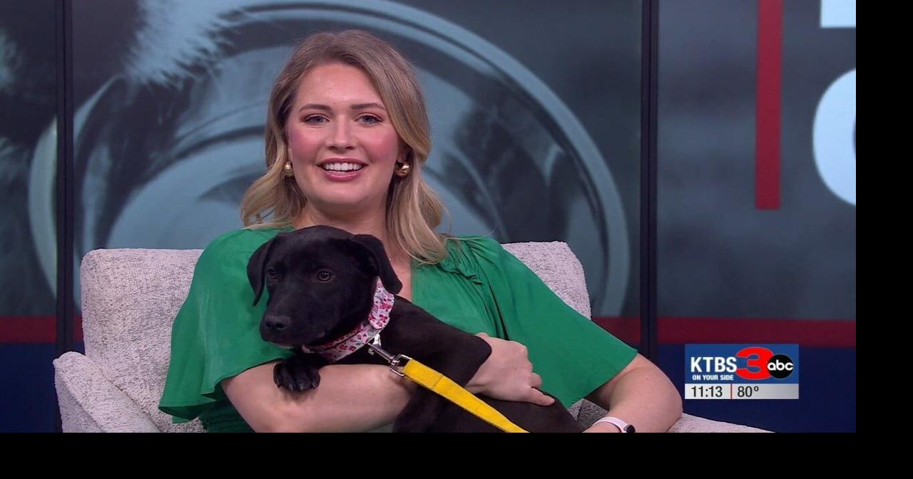 Paws to Care: Jersey needs a home to call her own | Community | ktbs.com