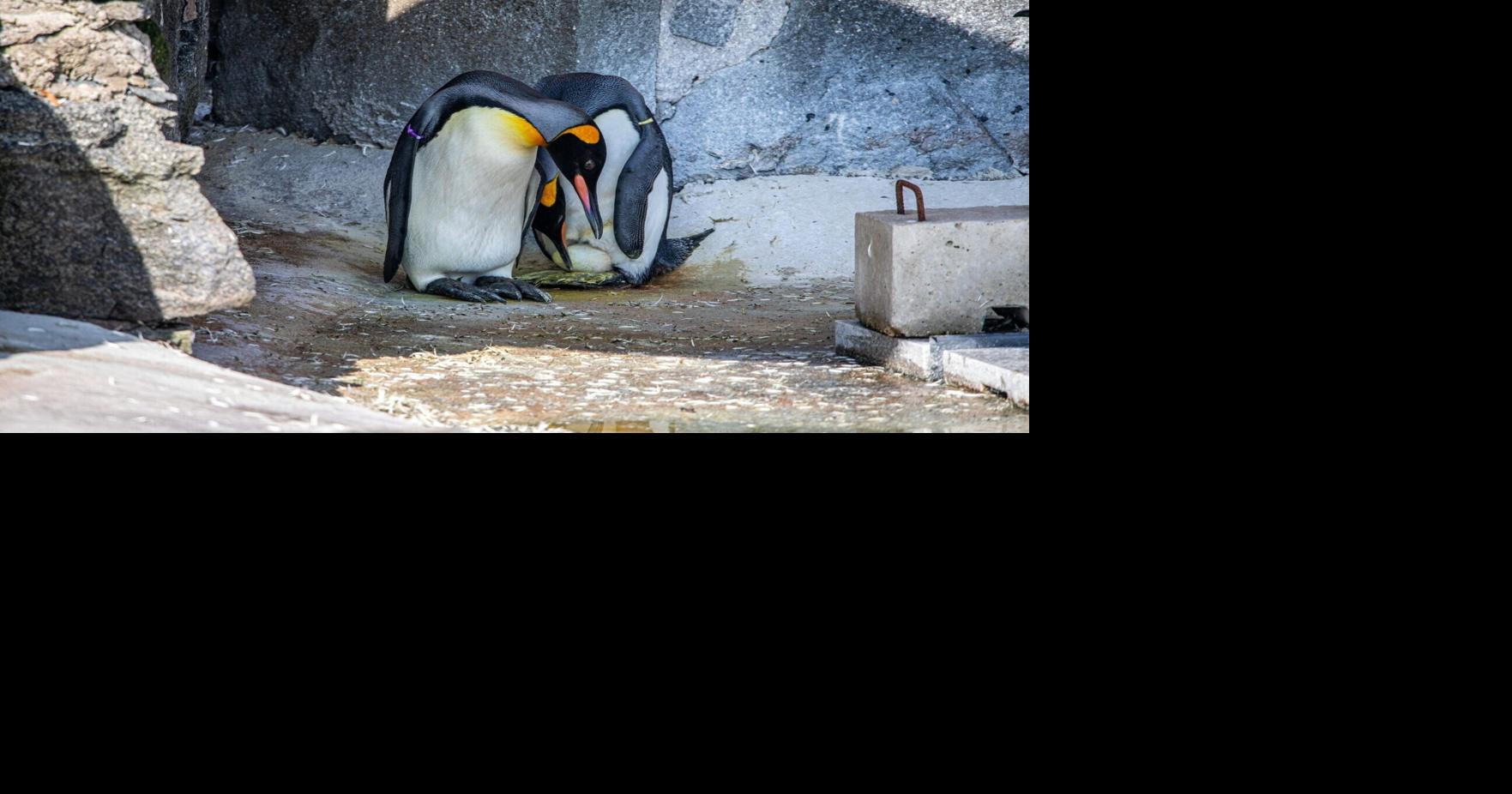 Zoo celebrates first king penguin egg since 2009 | National | ktbs.com