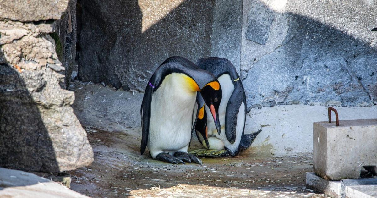 Zoo celebrates first king penguin egg since 2009 | National | ktbs.com