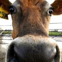 Butter prices have soared in dairy export giant New Zealand, latest figures show, with local supplies cut short as the industry chases fatter profits overseas.