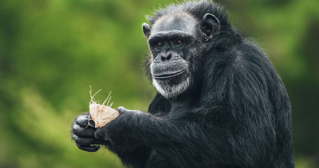 Chimp Haven chimpanzees go nuts for World Coconut Day