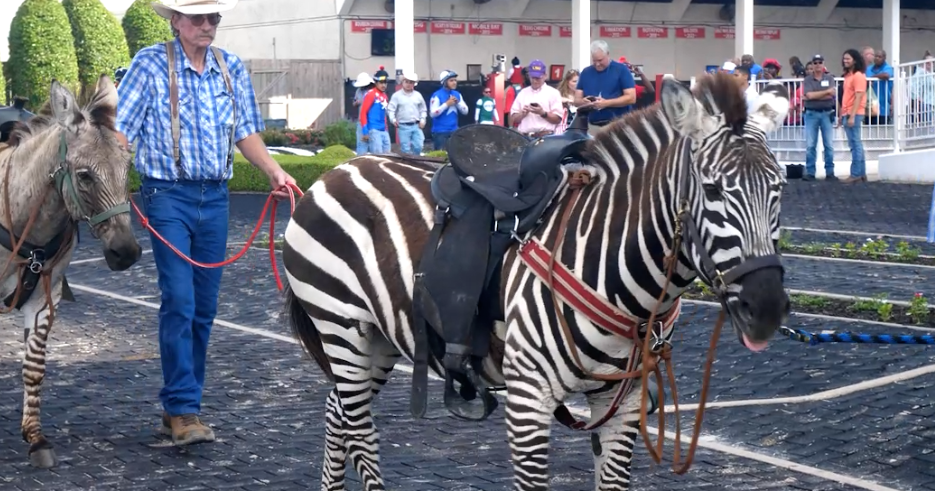 Exotic animal races draw crowds to Louisiana Downs for Memorial Day