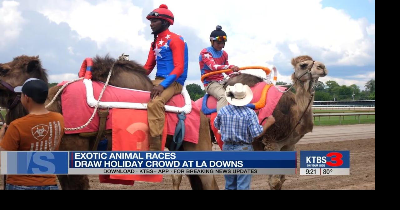 Exotic animal races draw crowds to Louisiana Downs for Memorial Day ...