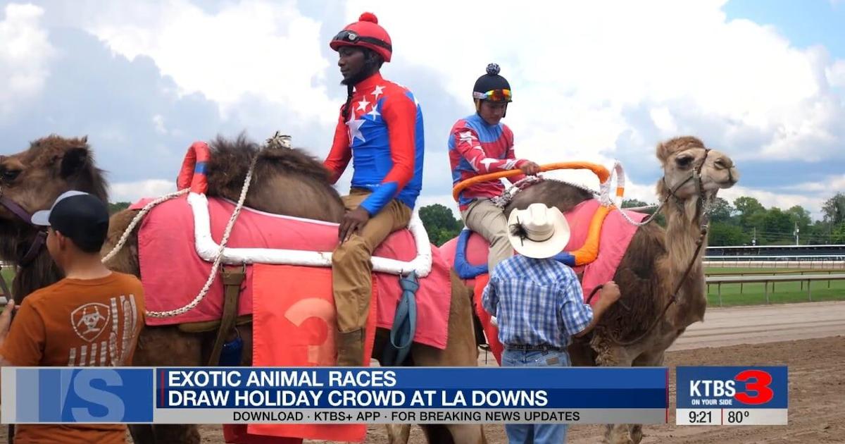 Hottest Exotic Races Exotic animal races draw crowds to Louisiana Downs for Memorial Day ...