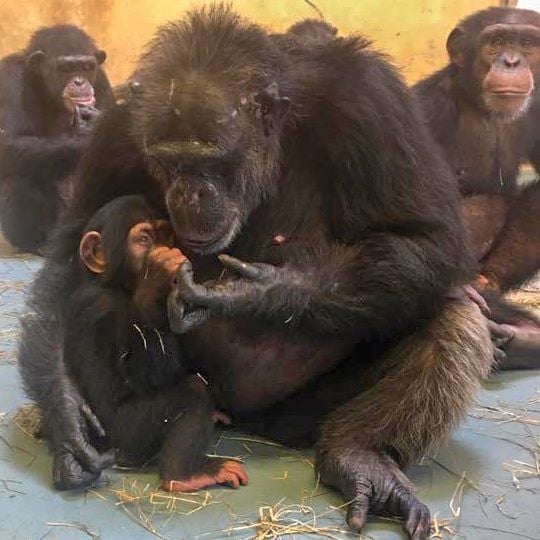 Chimp Haven takes a look back at all of their surprise babies