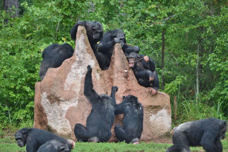 Chimp Haven chimps at termite mound