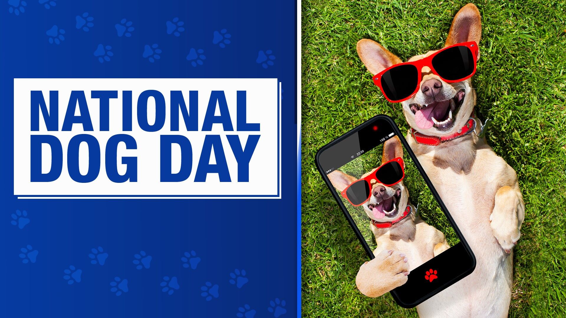 National dog hot sale day