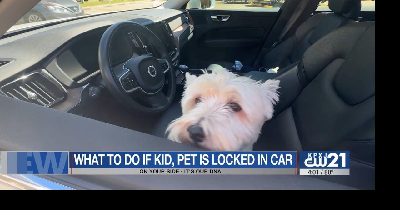 What to do if your child/pet is locked in a car | | ktbs.com