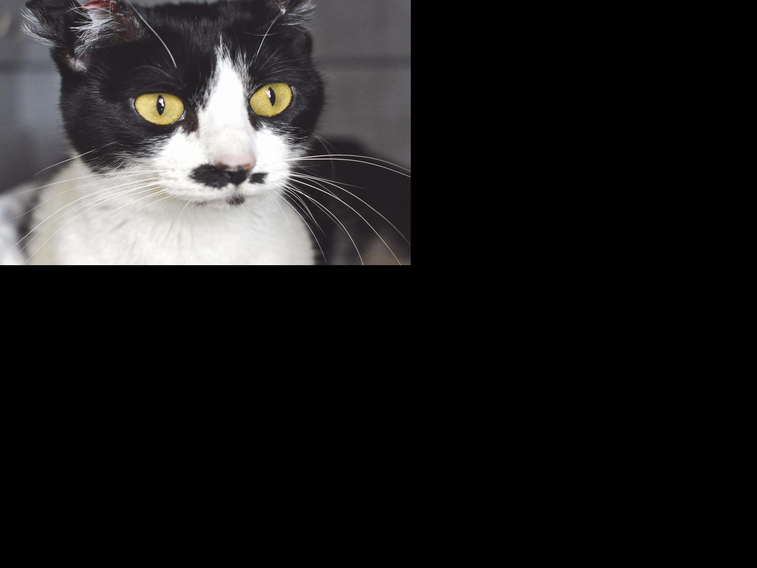 Why There S An Overwhelming Number Of Stray Cats In Great Falls