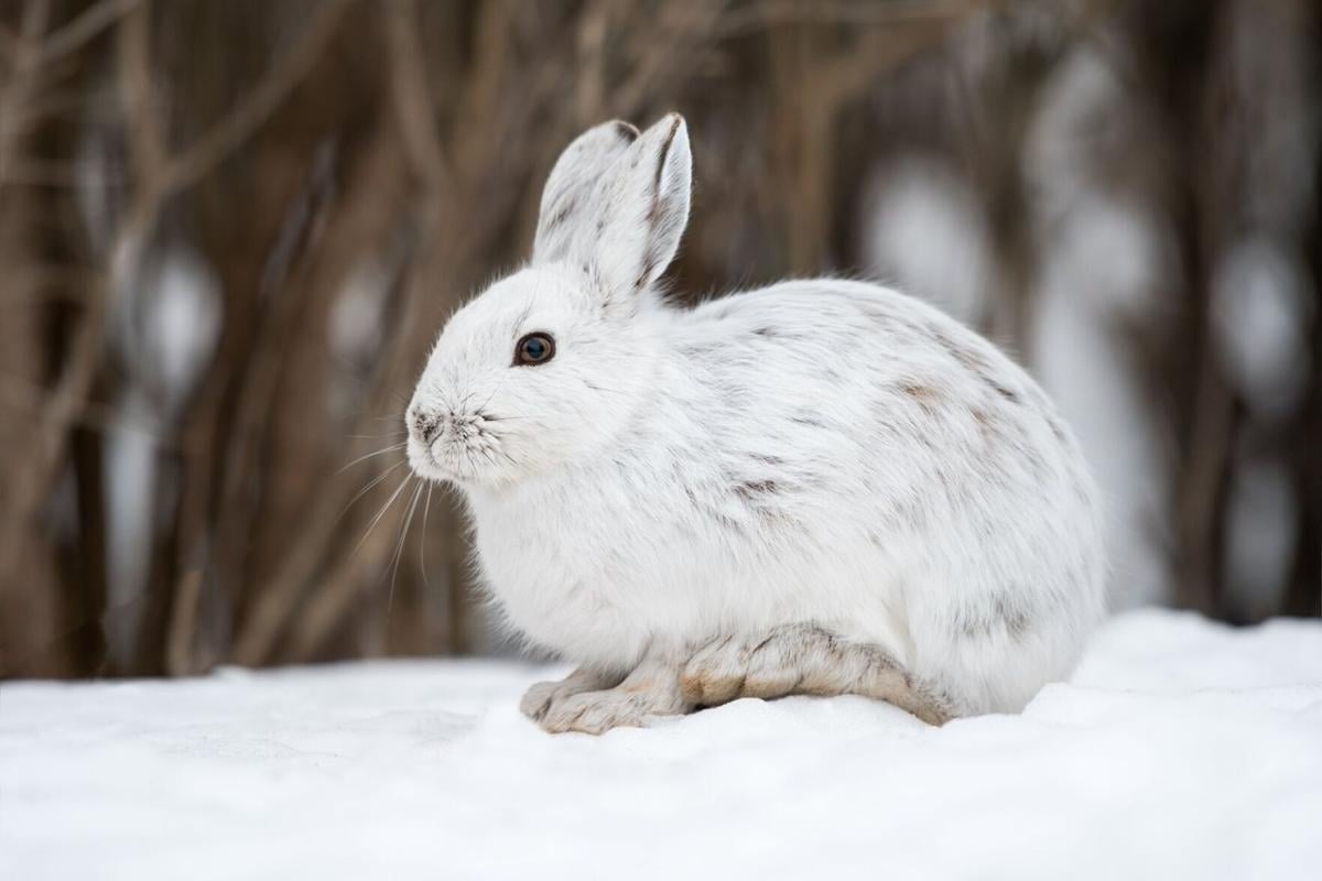 Highly contagious, often fatal disease of rabbits found in feral