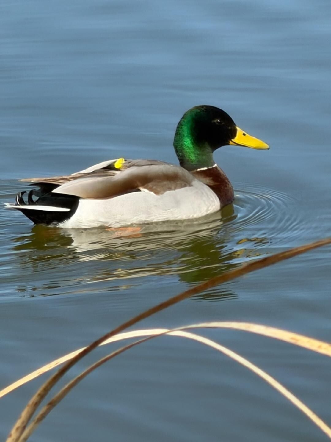 Wardens seek information on string of blow-dart duck shootings near ...