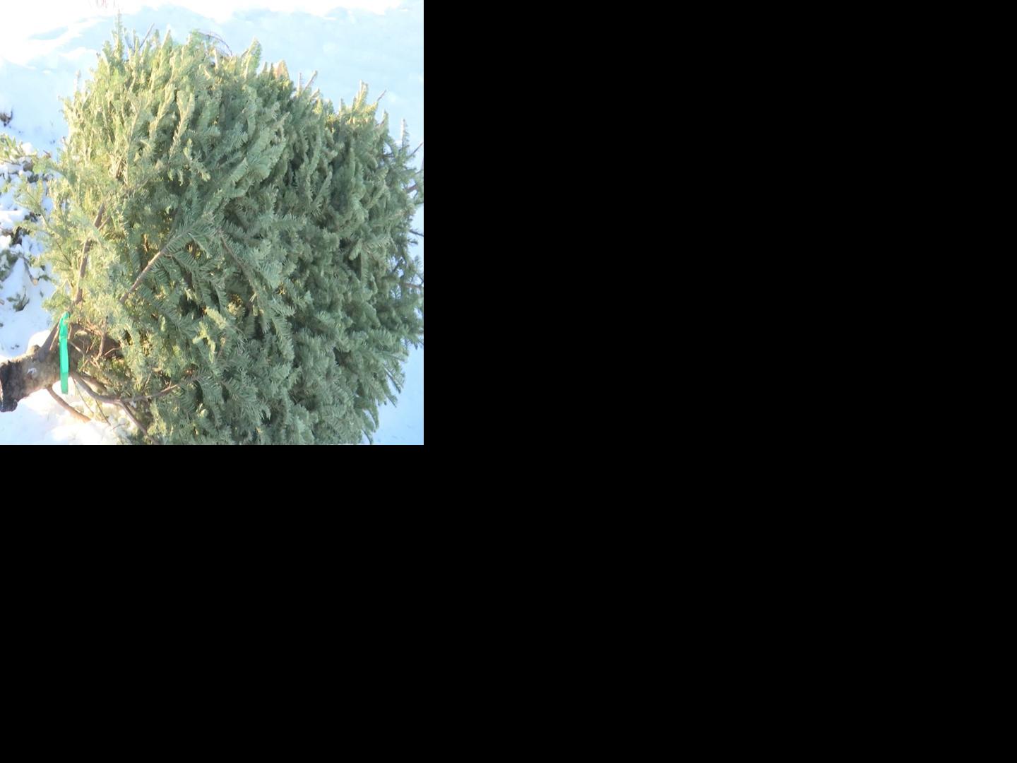 Christmas Tree Recycling Locations News Kulr8 Com