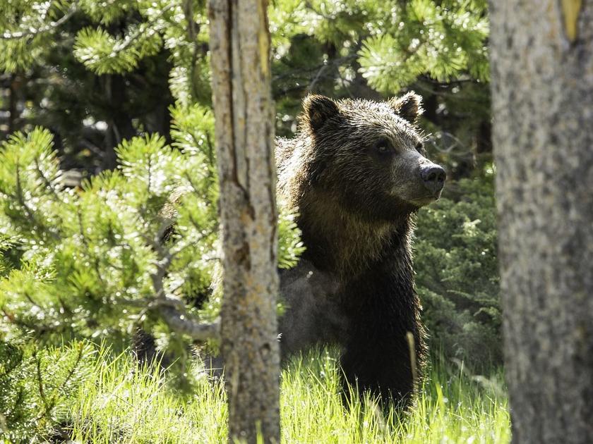 Montana Fwp Warns Residents To Be Prepared As Grizzly Bears