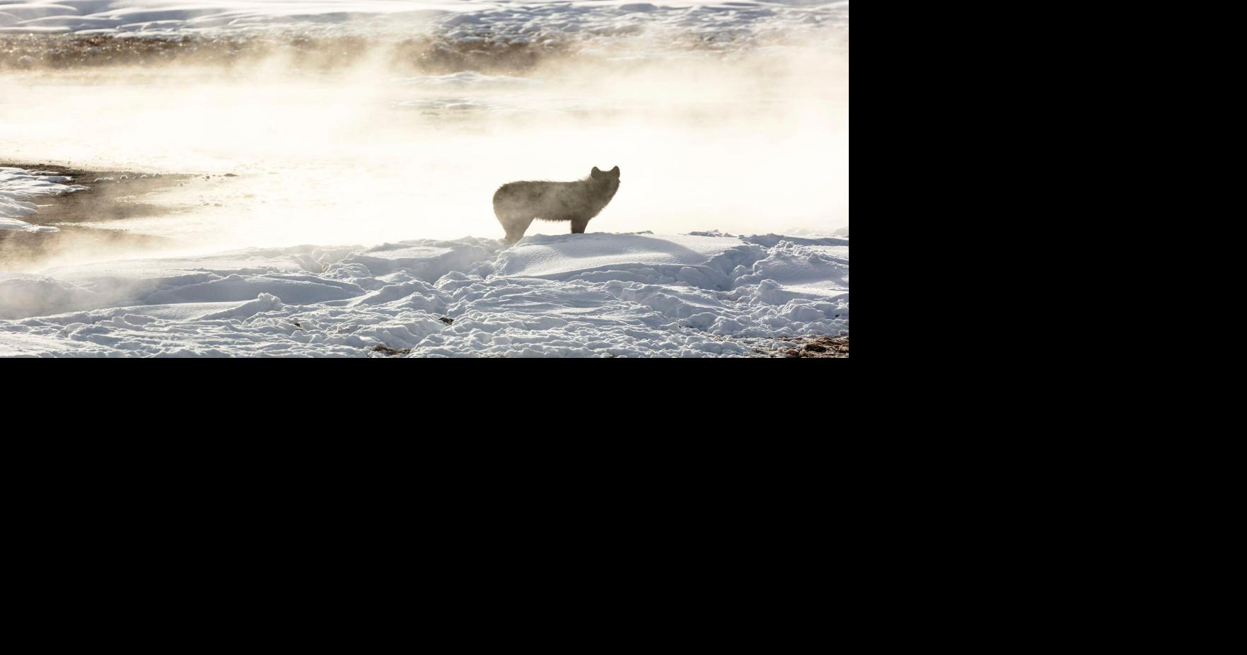 Montana judge allows wolf hunting and trapping regulations to stand while lawsuit proceeds